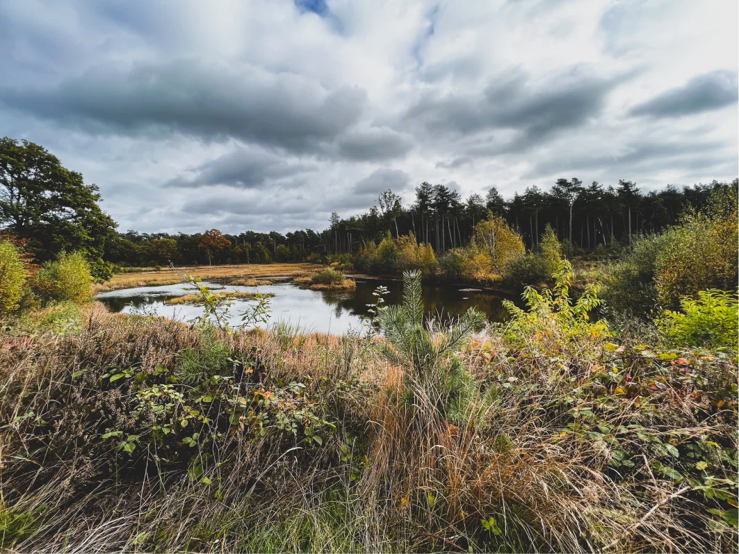 Natuurgebied van natuurpunt met een vijver.